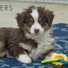 Basset Fauve de Bretagne and Miniature American Shepherd Puppies from 4 Clovers Kennel