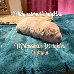 Autumn - Apricot dilute female Chinese Shar-Pei puppy in Auburn, Kansas from Justin's Chinese Shar-Pei