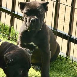 Orange Collar Girl - Black female Cane Corso puppy in Nashville, Tennessee from Worldwide Kennels