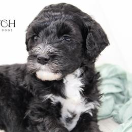 Jane - Black and white female Portuguese Water Dog puppy in Asheville, North Carolina from Top Notch Portuguese Water Dogs