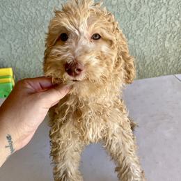 Pink girl - Apricot female Goldendoodle puppy in Apple Valley, California from Daisy’s  Doodles11