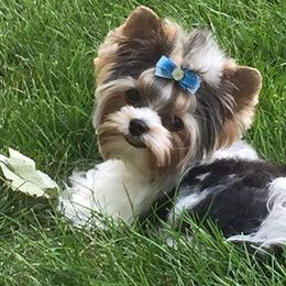 Biewer Terrier Puppies from Imperial BabyDoll Biewers