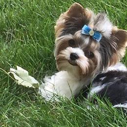 Biewer Terrier Puppies from Imperial BabyDoll Biewers