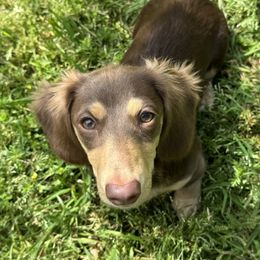 Molly - Dachshund