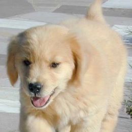Golden Retrievers from Runnymede