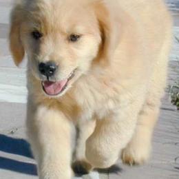 Golden Retrievers from Runnymede