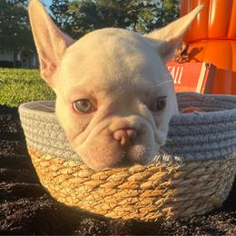 Pinky - Cream female French Bulldog puppy in Florida from Doxie Rugrats