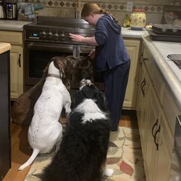 German Shorthaired Pointers from Outback Kennels
