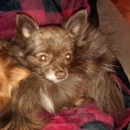 Pomeranians from Wilman's Poms