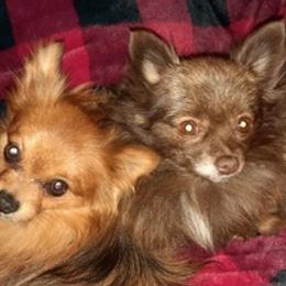 Pomeranians from Wilman's Poms
