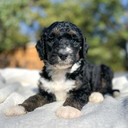 Fabian - Tri-color male Bernedoodle puppy in Osage City, Kansas from Golden Ridge Goldens