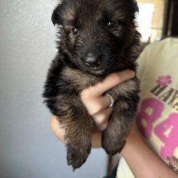 AKC Gray - Black and red female German Shepherd puppy in Chico, California from Bidwell Knight Shepherds