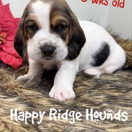 Powder - Black brown and white male Basset Hound puppy in Mebane, North Carolina from Happy Ridge Hounds