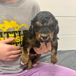 Kate - Black tri-color female Aussiedoodle puppy in Heber City, Utah from Junipersdoodles