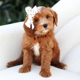 Cedar - Red  male Goldendoodle puppy in Rio Linda, California from GoldendoodlePaw