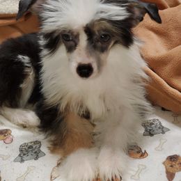 Chinese Crested Puppies from Perfect Pups R Us