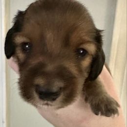 Boy 3 - Red male Dachshund puppy in Wolf Lake, Indiana from Canisteo Dachshunds