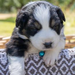 Kitty Wilks - Black tri-color female Australian Shepherd puppy in Takilma, Oregon from Little Elder Creek Australian Shepherds