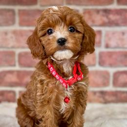 Red - Red  male Goldendoodle puppy in Hesperia, Michigan from Red Acres Poodles & Doodles