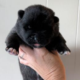 Nebula's Boy 2 - Black male Akita puppy in South Carolina from Sierra Mountain Akitas