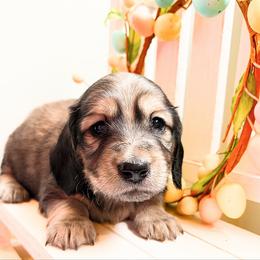 Dash 3500 - Cream male Dachshund puppy in Sylvania, Alabama from Yancey’s Doxies