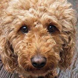 Buttons - Labradoodle