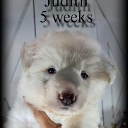 Judith - White female German Shepherd puppy in Sequim, Washington from German Shepherd Haus