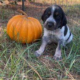 Bluetick Coonhound and Redbone Coonhound Puppies from Harmons Hounds