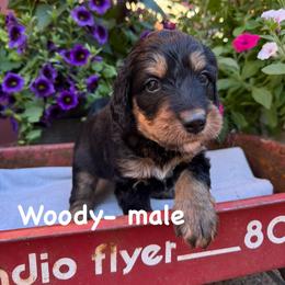 Woody - Tri-color male Bernedoodle puppy in Rochester, Minnesota from Marbel Wood Doodles