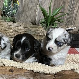 Miniature Australian Shepherd Puppies from Helm Farms Aussies