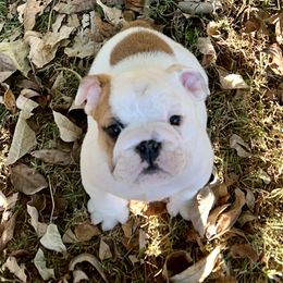 Bulldog Puppies from Moffitt Bulldogs
