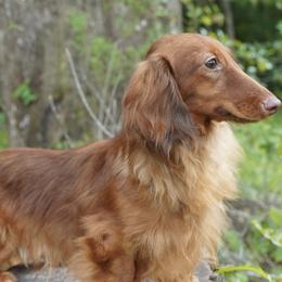 Yuri - Dachshund