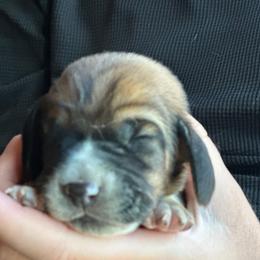 Male 5 - Mahogany and white male Basset Hound puppy in Lindley, New York from Hill Top Basset Hounds & Cane Corso