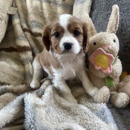 Rosie - Blenheim female Cavalier King Charles Spaniel puppy in Orrville, Ohio from Heart of a Cavalier