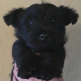 Scottish Terrier Puppies from Johnson's Highland Terriers