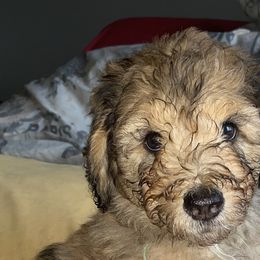 Assorted Doodle Crosses, Australian Shepherds, Bernedoodles, and Saint Berdoodles from Donciedoodlesohio.com