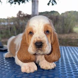 MC 48 - Red and white male Basset Hound puppy in Conway, Missouri from Ozark Mountain Kennel