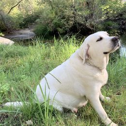Labrador Retriever All Grown Up from Chateau St. John