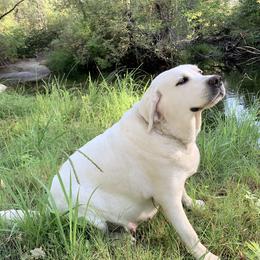 Labrador Retriever All Grown Up from Chateau St. John