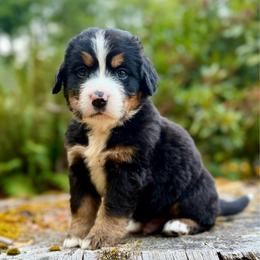 Batman (Green Collar) - Black rust and white male Bernese Mountain Dog puppy in Stanwood, Washington from Butter Cup Pups and Paws