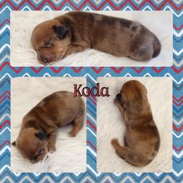 KODA - Dapple male Dachshund puppy in Purdy, Missouri from Luxe Dynasty