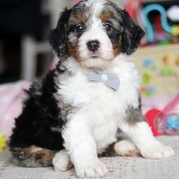 Marshall - Blue merle male Bernedoodle puppy in Port Orange, Florida from Royal doodles of Florida