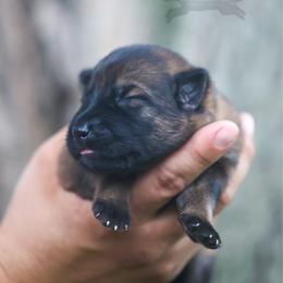 Light Blue Collar - Sable female German Shepherd puppy in Prospect, Connecticut from Di Massimo Canile