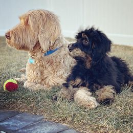 Bernedoodle All Grown Up from Sweetheart Doodles