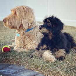Bernedoodle All Grown Up from Sweetheart Doodles