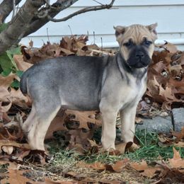 September - Fawn female Cane Corso puppy in Elkhart, Indiana from Martins Almighty Cane Corsos