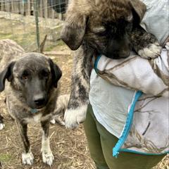 Fester - Brindle male Anatolian Shepherd Dog puppy in Williamsburg, Kentucky from Three Little Birds Farm