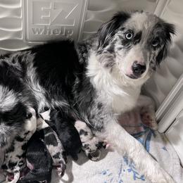 Miniature Australian Shepherd Puppies from Furrever.Mini.Aussies.llc