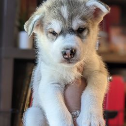 Luna - Gray and white female Siberian Husky puppy in Madison, Alabama from Rocket City Huskies
