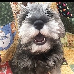 Miniature Schnauzer Puppies from MoonShadows Miniature Schnauzers